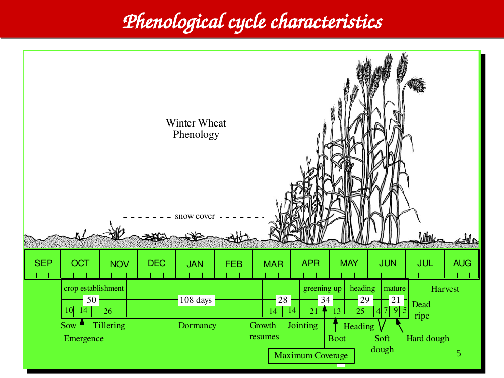 Winter wheat phenology