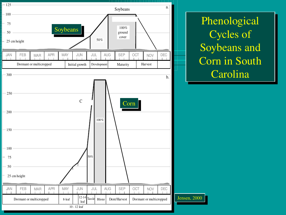 Soybeans and corn phenological cycles, South Carolina