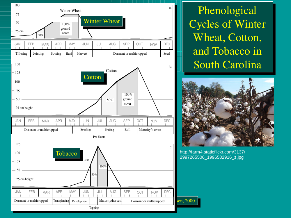 Winter wheat, cotton, and tobacco phenological cycles, South Carolina